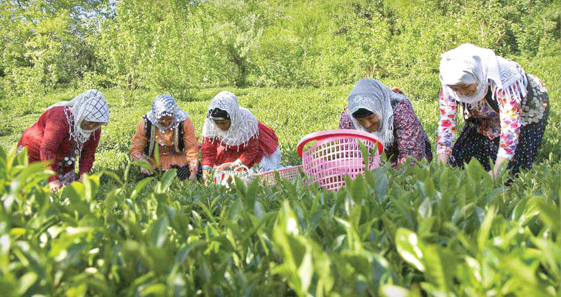 تهدید چای ایرانی با واردات تهدید چای ایرانی با واردات