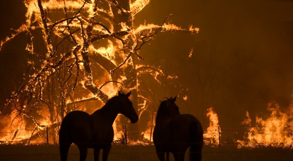 جنگل‌های به وزین و مرخیل پاوه برای هفتمین روز در آتش +فیلم