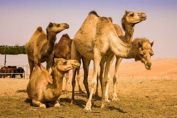 پرورش شتر؛ صنعتی سودآور در مراتع فقیر پرورش شتر؛ صنعتی سودآور در مراتع فقیر