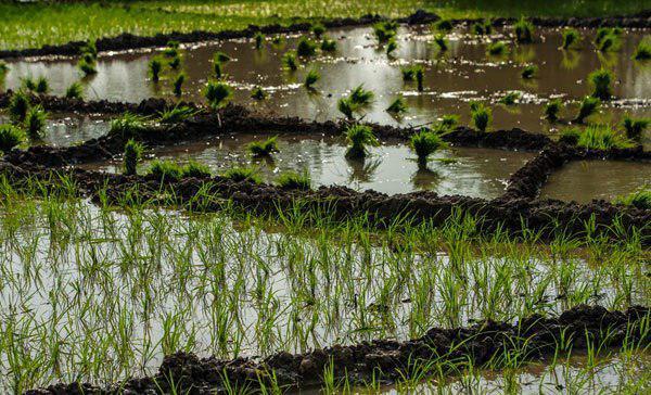 قیمت فروش برنج هندی اعلام شد +فیلم