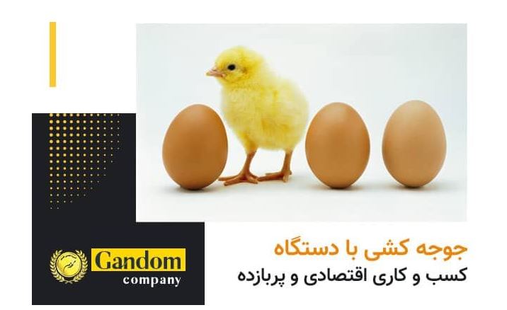 جوجه کشی با دستگاه، کسب و کاری اقتصادی و پر بازده
