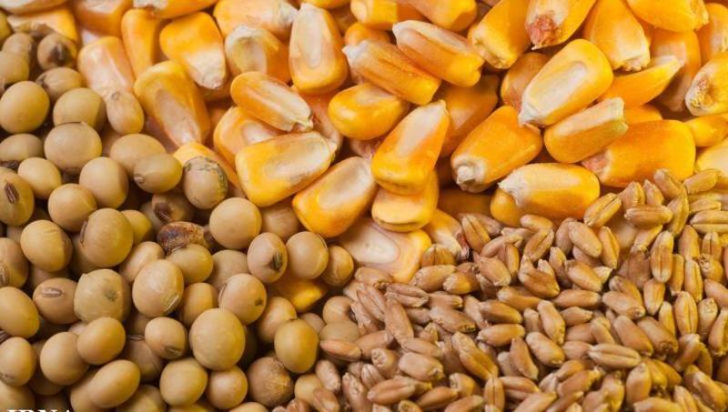 اولویت ارائه ارز دولتی با ذرت، کنجاله، جو، دانههای روغنی و روغن شد اولویت ارائه ارز دولتی با ذرت، کنجاله، جو، دانههای روغنی و روغن شد