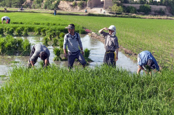 دلالان درصدد غارت دسترنج شالیکاران