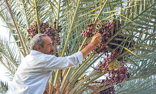 ثبات قیمت خرما طی یکسال گذشته ثبات قیمت خرما طی یکسال گذشته