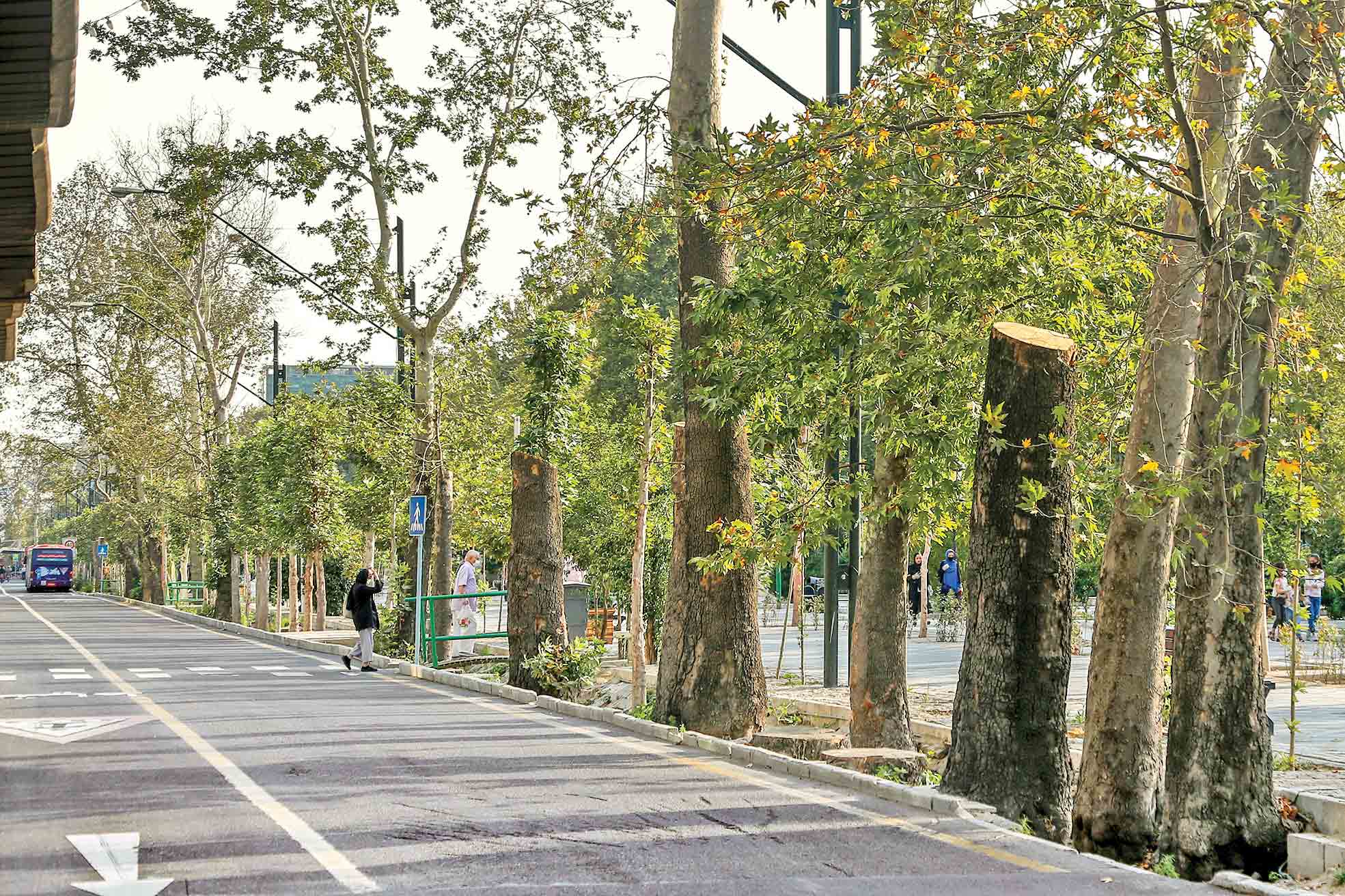 آفتها بلای جان چنارهای ولیعصر آفتها بلای جان چنارهای ولیعصر