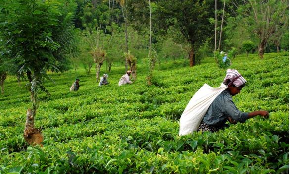 کرونا در بحث تولید چای تاثیر زیادی نداشت کرونا در بحث تولید چای تاثیر زیادی نداشت