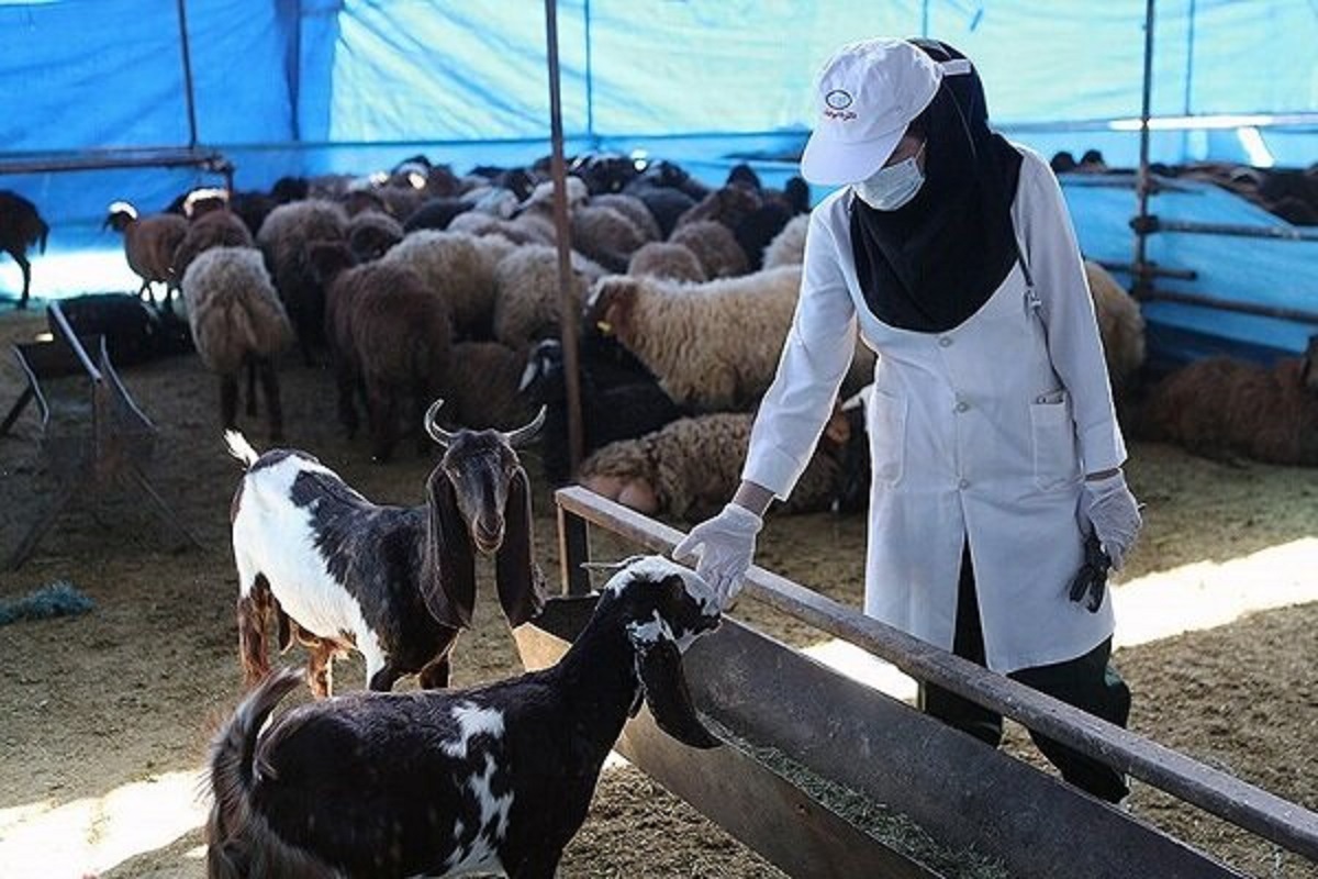 مراکز سه گانه عرضه دام بهداشتی تا روز تاسوعا باز هستند مراکز سه گانه عرضه دام بهداشتی تا روز تاسوعا باز هستند