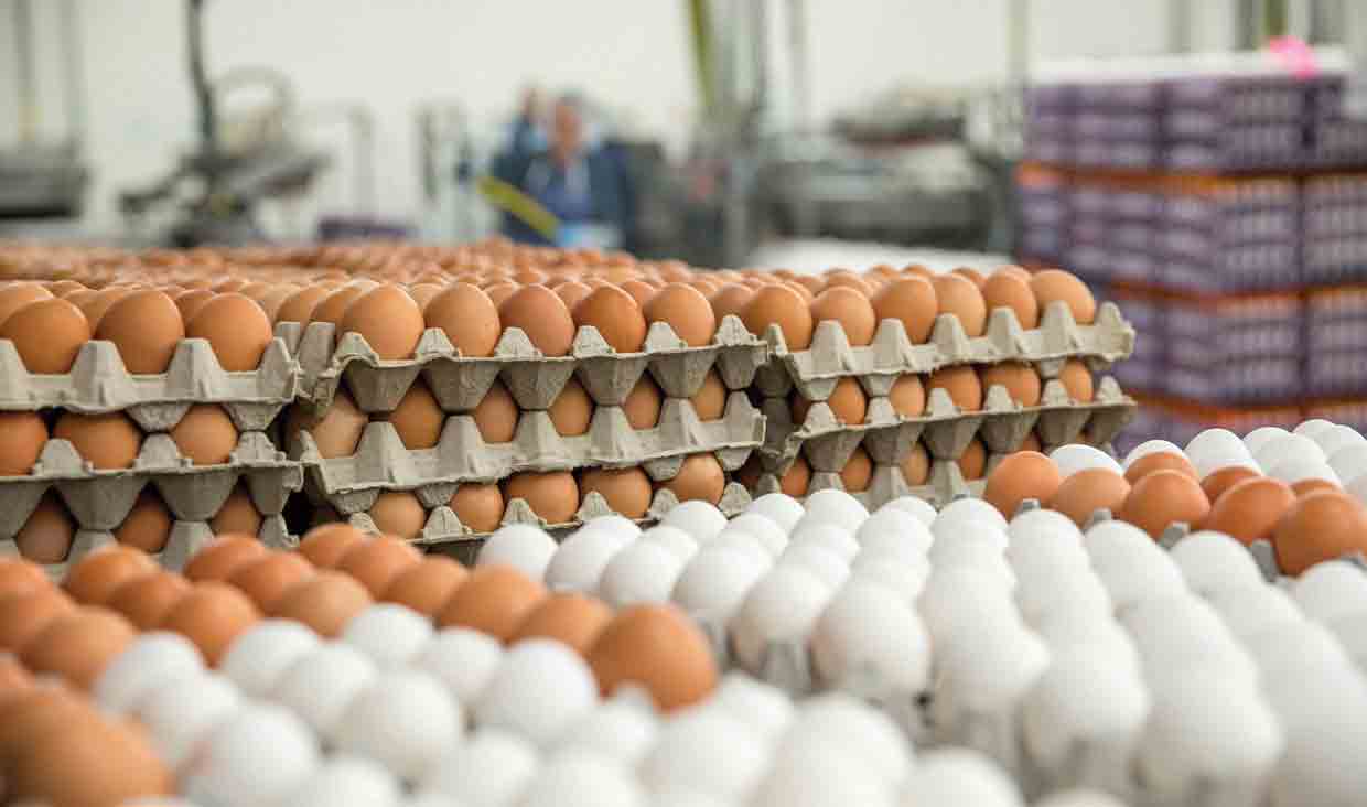 بازار تخم مرغ در انتظار آرامش بازار تخم مرغ در انتظار آرامش