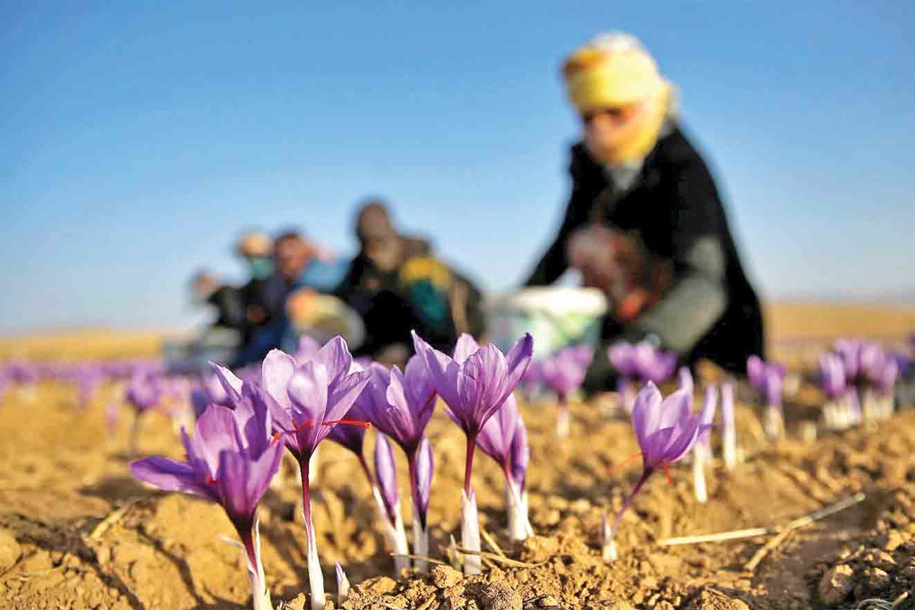 پرداخت ۱۰۰۰میلیارد تومان وام برای توسعه صادرات زعفران پرداخت ۱۰۰۰میلیارد تومان وام برای توسعه صادرات زعفران