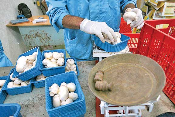 خروج قارچ از سبدهای خرید خروج قارچ از سبدهای خرید