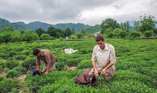 ۳هزار و ۳۰۰تن‌ چای صادر شد