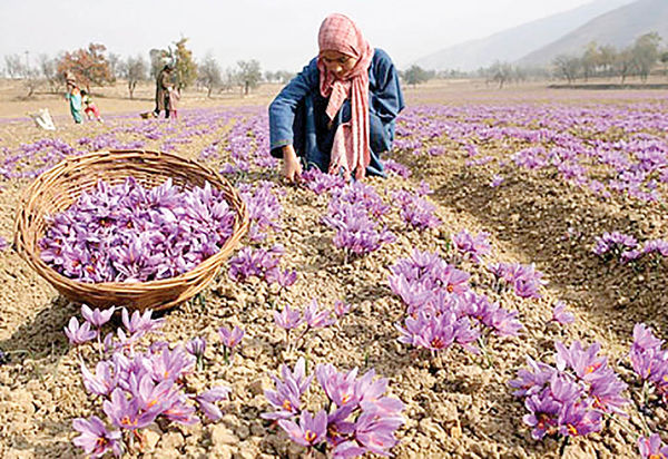 خرید حمایتی زعفران خراسان رضوی هفته جاری آغاز میشود خرید حمایتی زعفران خراسان رضوی هفته جاری آغاز میشود