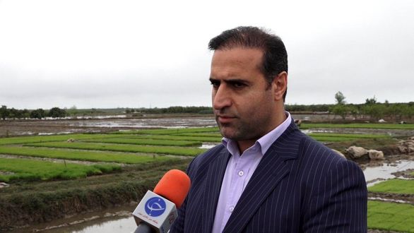 ۱۷۰ میلیارد ریال غرامت برنج در استان مازندران پرداخت شد ۱۷۰ میلیارد ریال غرامت برنج در استان مازندران پرداخت شد