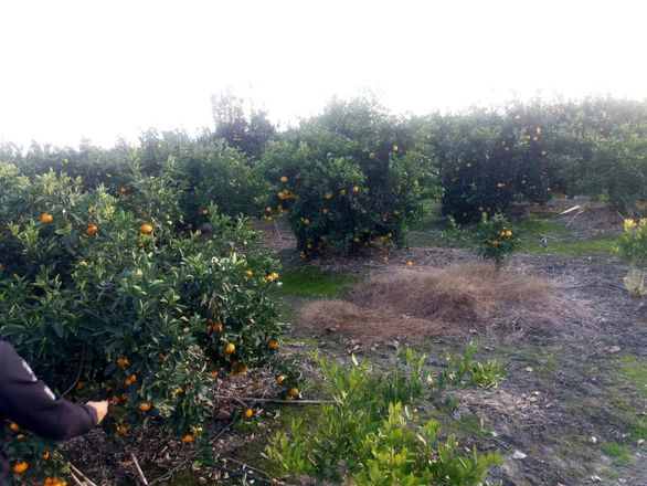 رقم پرداختی صندوق بیمه کشاورزی با خسارت وارده اختلاف فاحشی دارد رقم پرداختی صندوق بیمه کشاورزی با خسارت وارده اختلاف فاحشی دارد