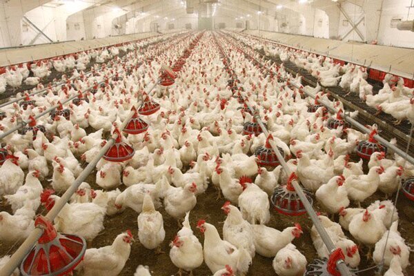 جریمه سنگین برای نگهداری مرغ بیش از ۵۰روز در مرغداریها جریمه سنگین برای نگهداری مرغ بیش از ۵۰روز در مرغداریها
