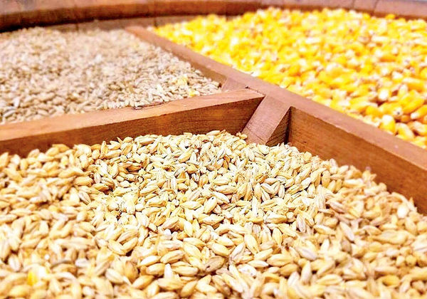 ۵۸درصد کالاهای اساسی وارداتی نهادههای تولید گوشت و مرغ بود ۵۸درصد کالاهای اساسی وارداتی نهادههای تولید گوشت و مرغ بود