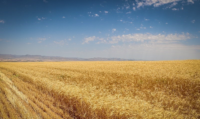 سرنوشت تعیین قیمت خرید تضمینی گندم چه شد؟ سرنوشت تعیین قیمت خرید تضمینی گندم چه شد؟