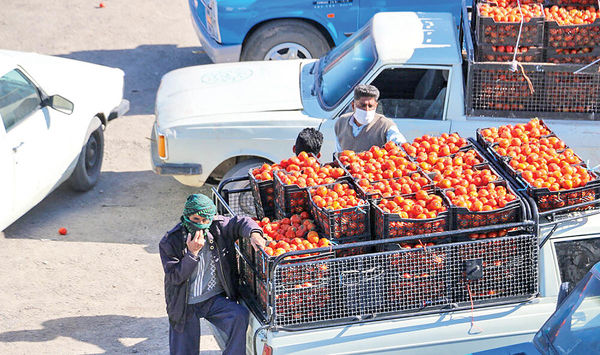 قیمت گوجه سر زمین؛ ۱۵۰۰ تومان قیمت گوجه سر زمین؛ ۱۵۰۰ تومان