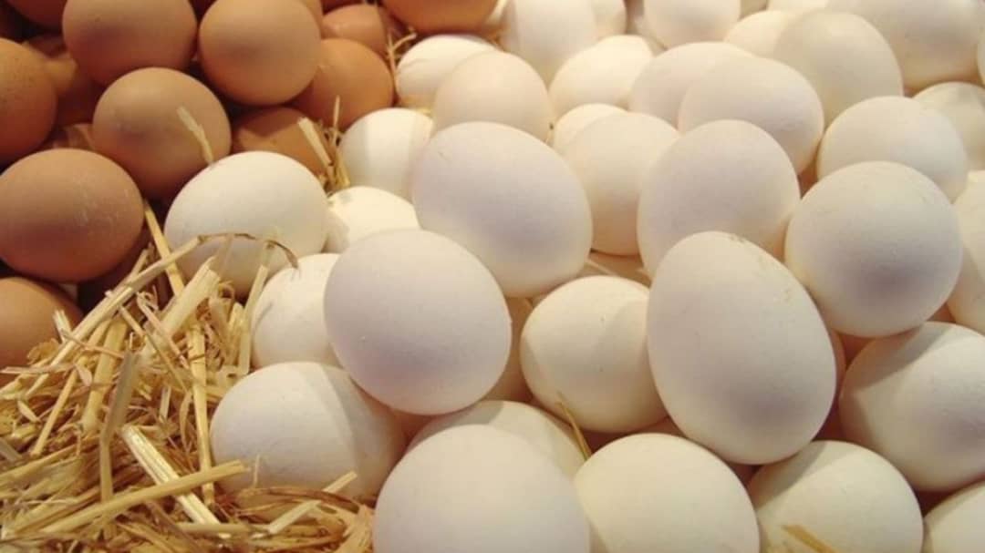 قیمت تخممرغ در میادین میوه و ترهبار تهران ارزان شد قیمت تخممرغ در میادین میوه و ترهبار تهران ارزان شد