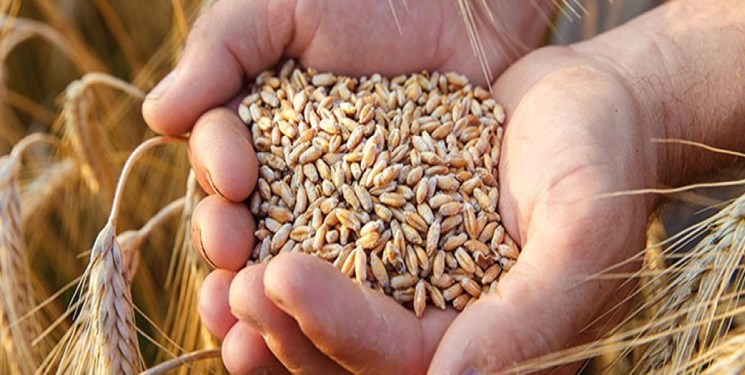 انتقاد گندمکاران از عدم اصلاح قیمت گندم انتقاد گندمکاران از عدم اصلاح قیمت گندم