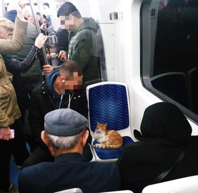مترو سواری گربه در تهران + عکس