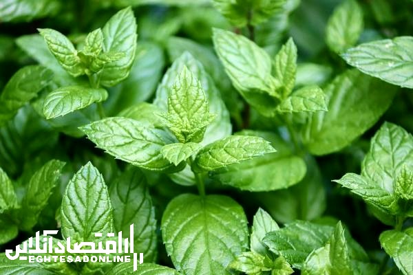 ارتباط نعناع با خنک شدن نفس چیست؟ ارتباط نعناع با خنک شدن نفس چیست؟