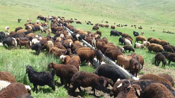 خرید تضمینی دام عشایر از ۴ دی ماه آغاز می شود خرید تضمینی دام عشایر از ۴ دی ماه آغاز می شود