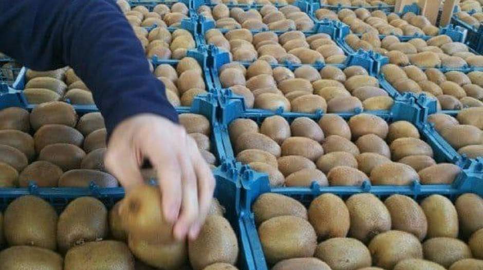 بررسی بازگشت میوه های صادراتی در مجلس با حضور وزیر بررسی بازگشت میوه های صادراتی در مجلس با حضور وزیر