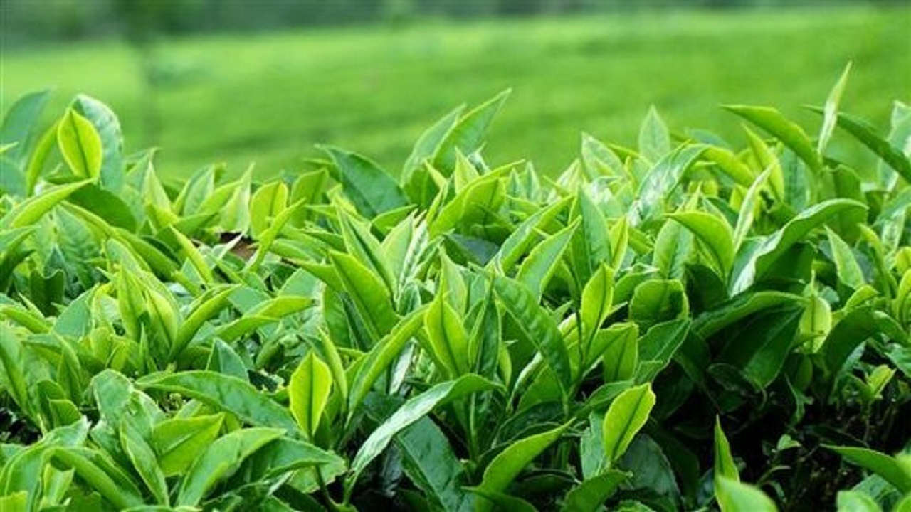 ۶۵هزار تن چای مورد نیاز کشور وارداتی است ۶۵هزار تن چای مورد نیاز کشور وارداتی است