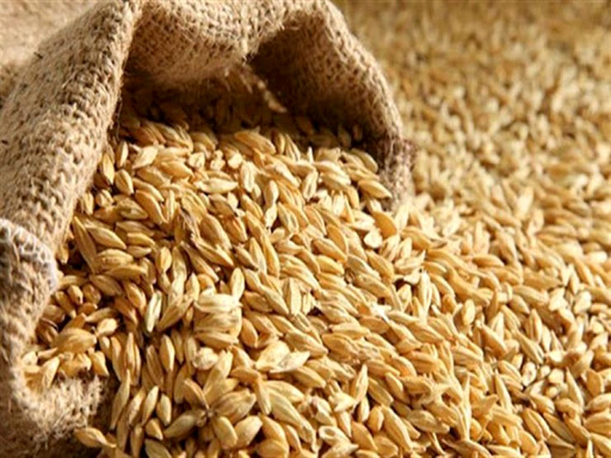 شرایط تامین ذخایر استراتژیک گندم برای سال آینده چه خواهد شد؟ شرایط تامین ذخایر استراتژیک گندم برای سال آینده چه خواهد شد؟