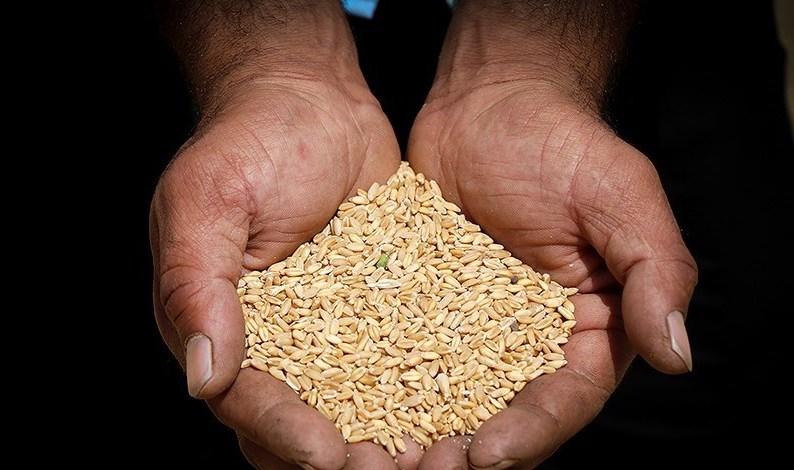 آلودگی گندم های وارداتی صحت ندارد آلودگی گندم های وارداتی صحت ندارد