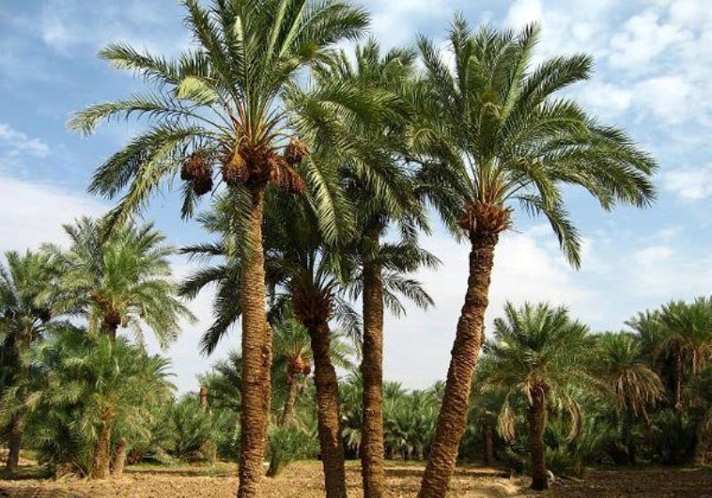 ارزآوری صادرات خرما به ۳۵۰میلیون دلار می رسد ارزآوری صادرات خرما به ۳۵۰میلیون دلار می رسد