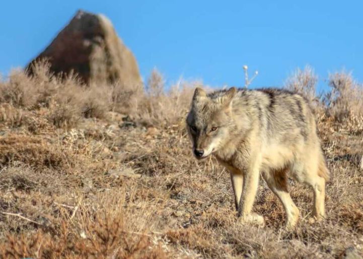 آمار نگران کننده تولد یک حیوان جدید در تهران! آمار نگران کننده تولد یک حیوان جدید در تهران!