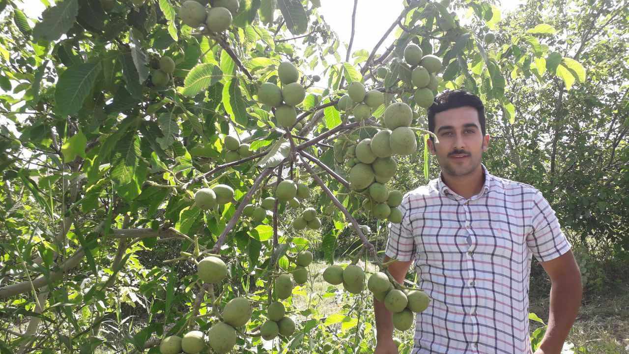 خرید بهترین نهال گردو و نهال بادام برای مناطق معتدل از رویال نهال خرید بهترین نهال گردو و نهال بادام برای مناطق معتدل از رویال نهال