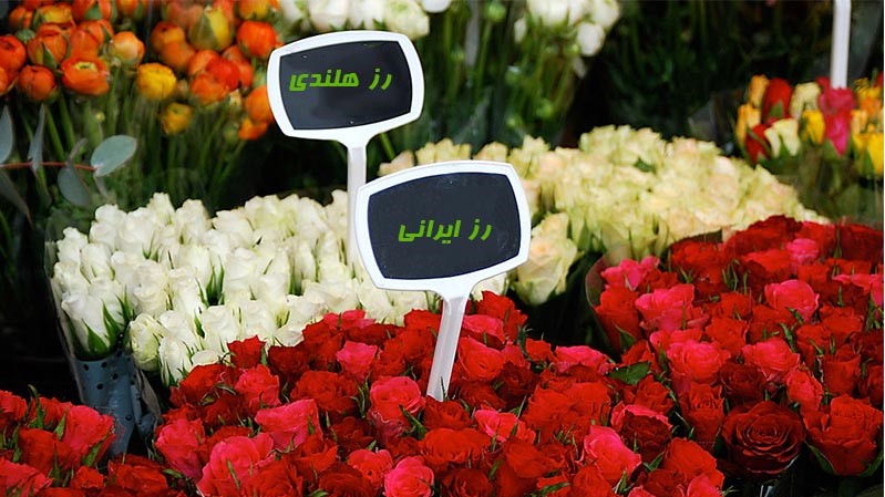 قیمت هر شاخه گل رز برای ولنتاین و روز پدر قیمت هر شاخه گل رز برای ولنتاین و روز پدر