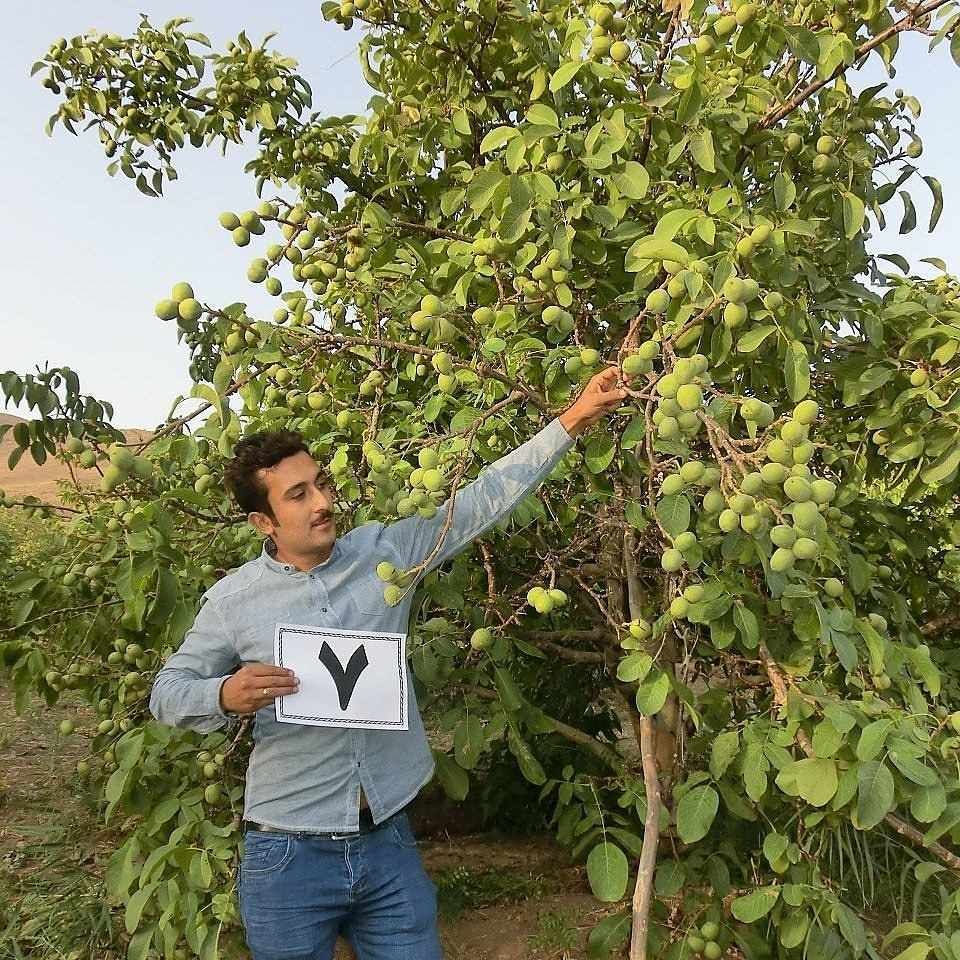 خرید بهترین نهال گردو و نهال بادام برای مناطق معتدل از رویال نهال خرید بهترین نهال گردو و نهال بادام برای مناطق معتدل از رویال نهال