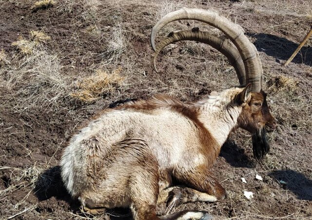 سومین موج شیوع طاعون نشخوار کنندگان کوچک در البرز سومین موج شیوع طاعون نشخوار کنندگان کوچک در البرز