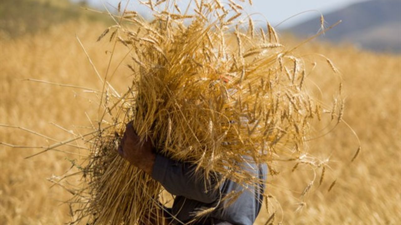 نرخ خرید تضمینی گندم ۹ هزار و ۵۰۰ تومان شد نرخ خرید تضمینی گندم ۹ هزار و ۵۰۰ تومان شد