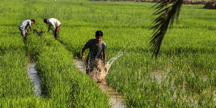 شرایط ذخایر آبی کشور مناسب خودکفایی برنج نیست شرایط ذخایر آبی کشور مناسب خودکفایی برنج نیست