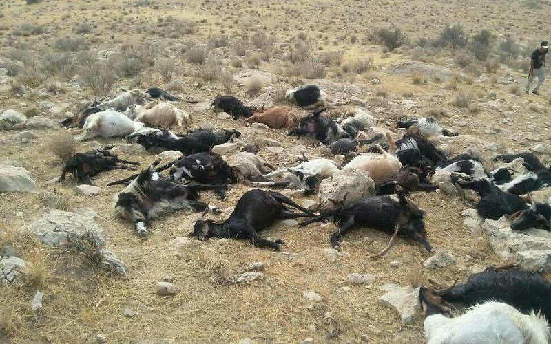 گرسنگی علت تلفات گله ای دام ها گرسنگی علت تلفات گله ای دام ها