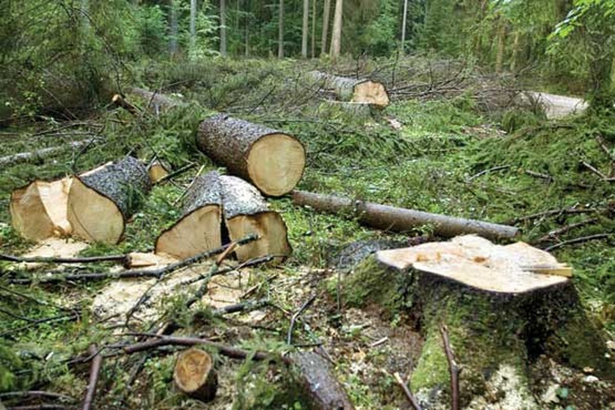 تکلیف پرونده کوه خواری و جنگل خواری چیست؟ / اشتهای سودجویان سیری ناپذیر است