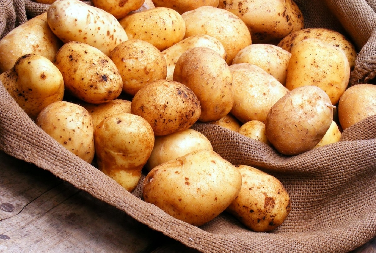 سالیانه ۴ میلیون و ۸۰۰ هزار تن سیب زمینی تولید می شود سالیانه ۴ میلیون و ۸۰۰ هزار تن سیب زمینی تولید می شود