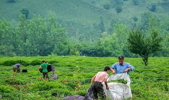 ۳۰ درصد چای کشور در داخل تولید می شود ۳۰ درصد چای کشور در داخل تولید می شود