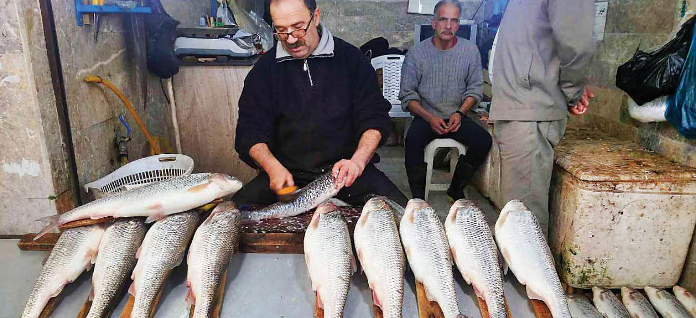 مقایسه قیمت ماهی با مرغ و گوشت در میادین مقایسه قیمت ماهی با مرغ و گوشت در میادین