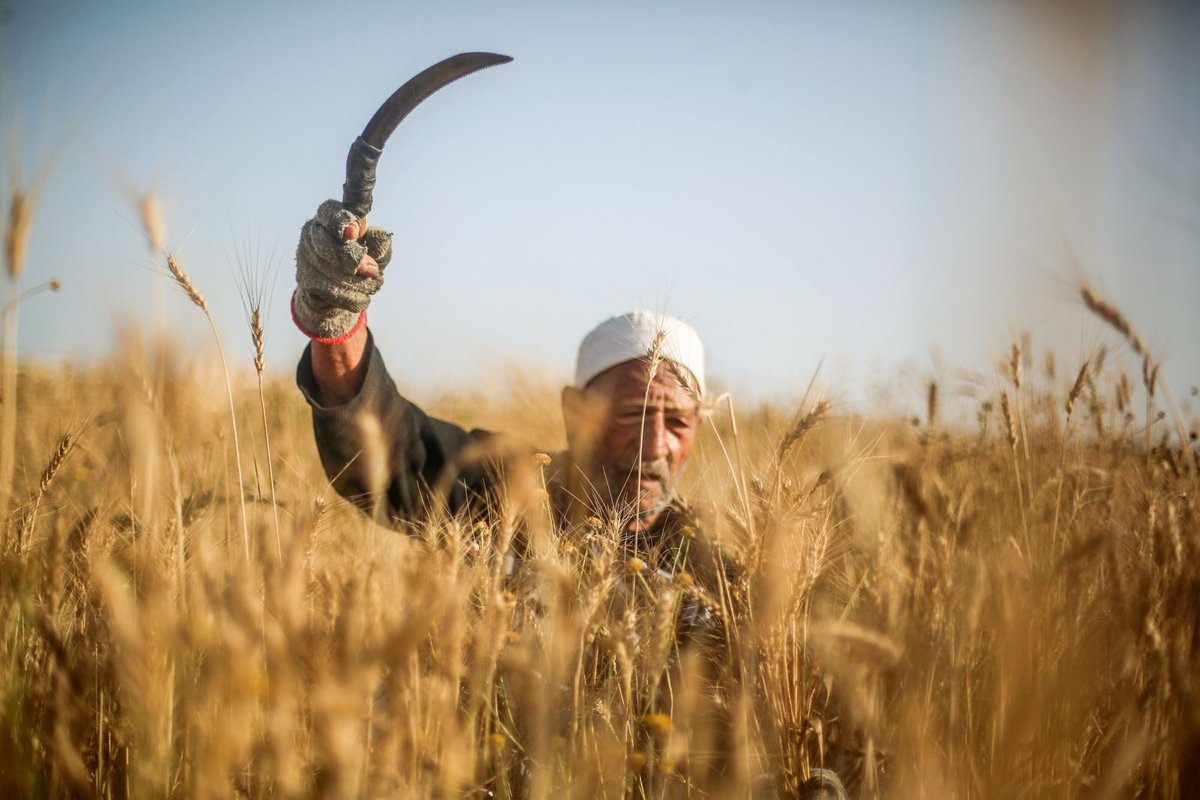 کاهش ۱۲درصدی خرید تضمینی گندم کاهش ۱۲درصدی خرید تضمینی گندم