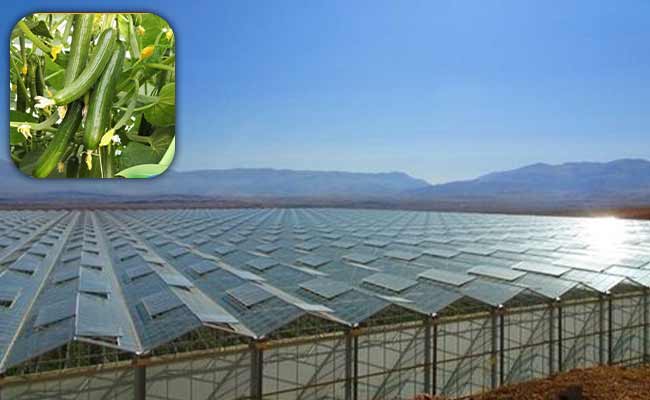 راه اندازی گلخانه خیار راه اندازی گلخانه خیار