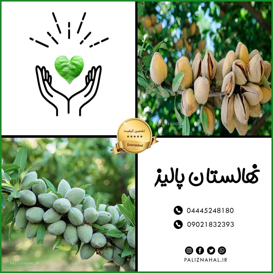 از خرید نهال گردو و احداث نهالستان چه میدانید؟ از خرید نهال گردو و احداث نهالستان چه میدانید؟