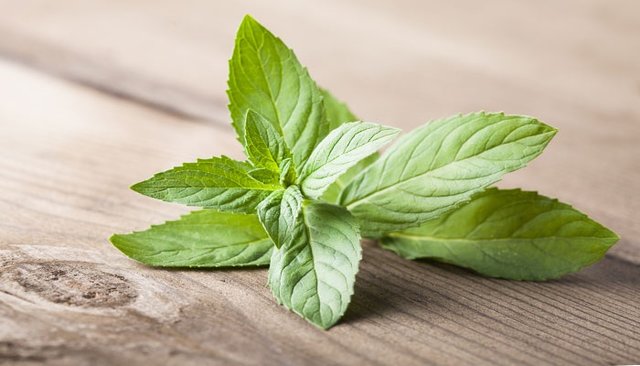 راز خنک شدن دهان بعد خوردن نعناع چیست؟ راز خنک شدن دهان بعد خوردن نعناع چیست؟