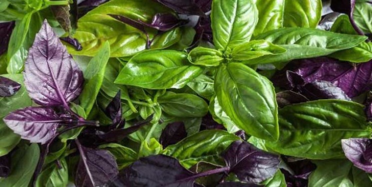 با مصرف ریحان افسردگی به سراغتان نمی آید! با مصرف ریحان افسردگی به سراغتان نمی آید!