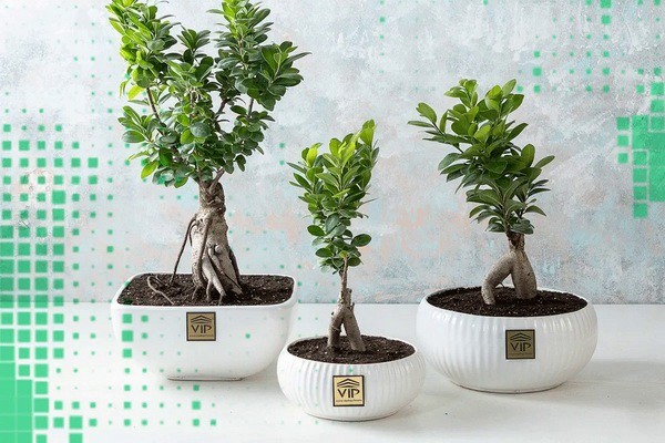 درباره خرید اینترنتی گل و گیاه آپارتمانی ارزان قیمت درباره خرید اینترنتی گل و گیاه آپارتمانی ارزان قیمت